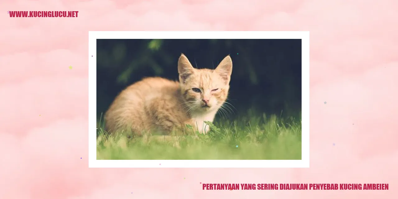 Ilustrasi Kucing Mengalami Ambeien