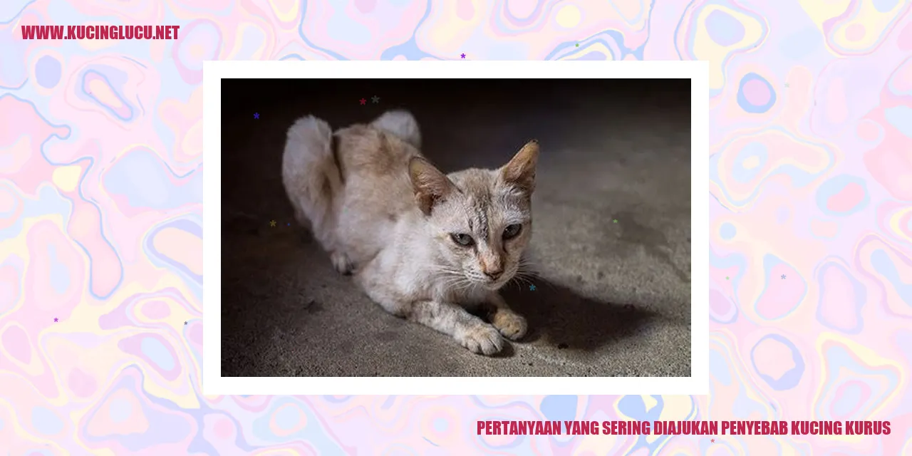 Gambar Kucing Kurus