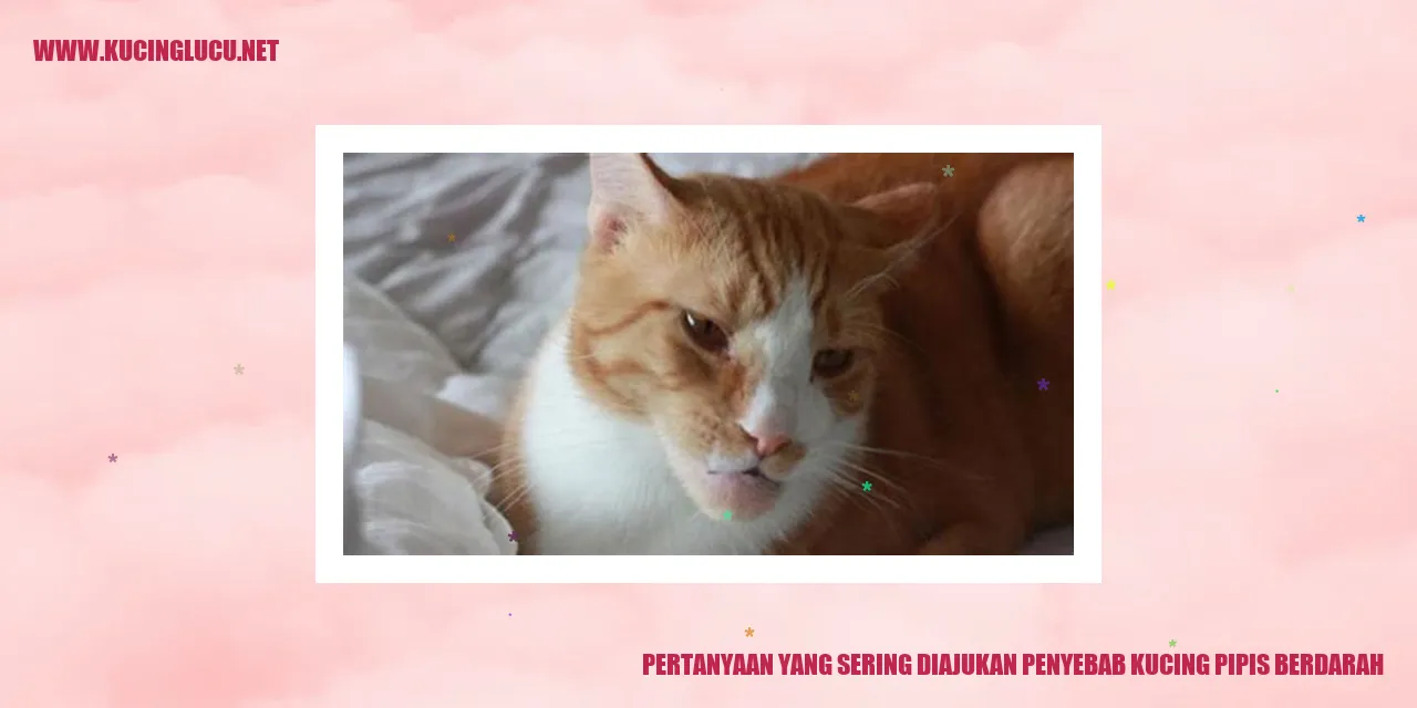 Gambar kucing pipis berdarah