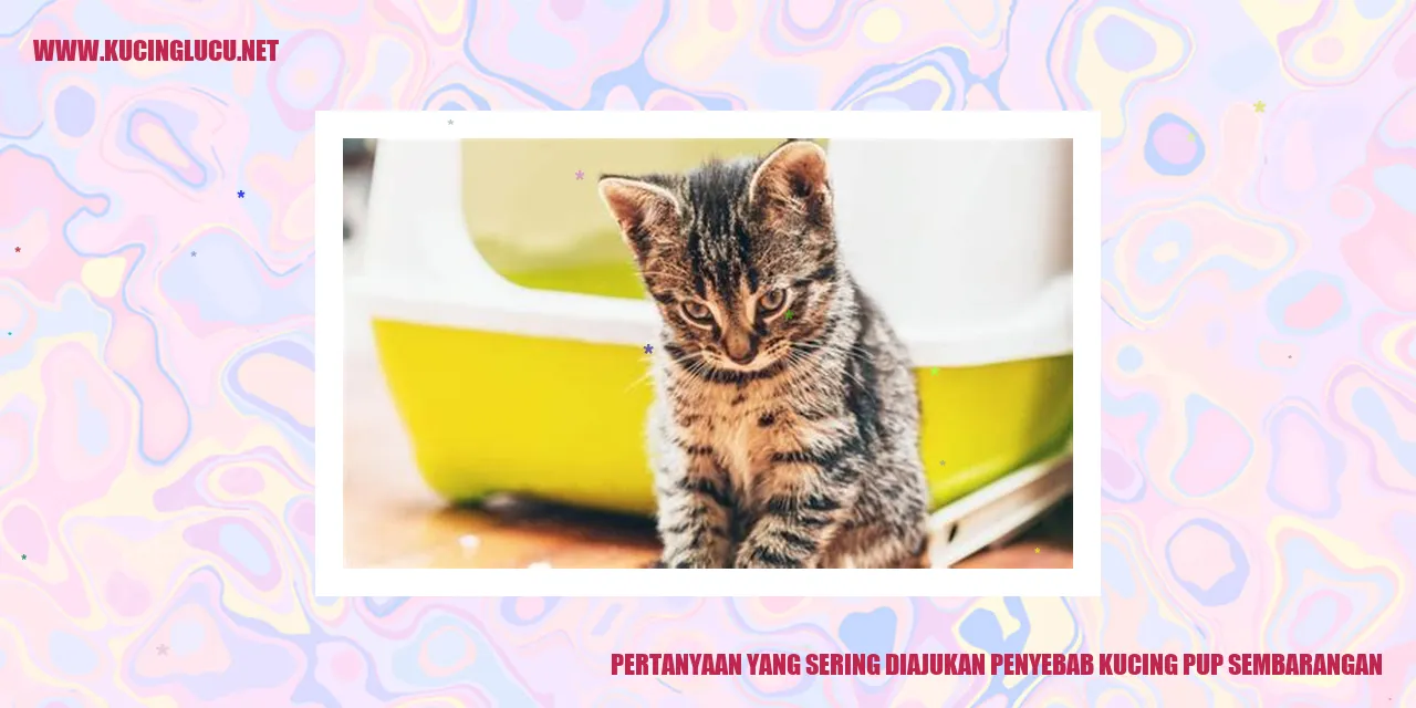 Kucing pup sembarangan