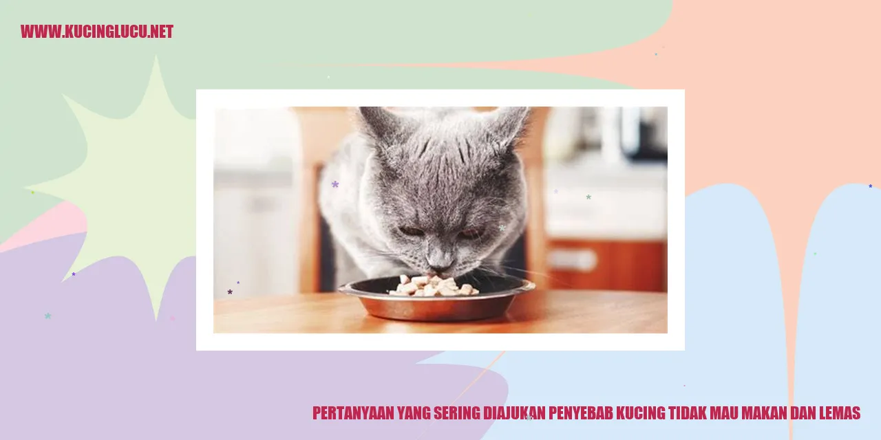 gambar kucing tidak mau makan dan lemas