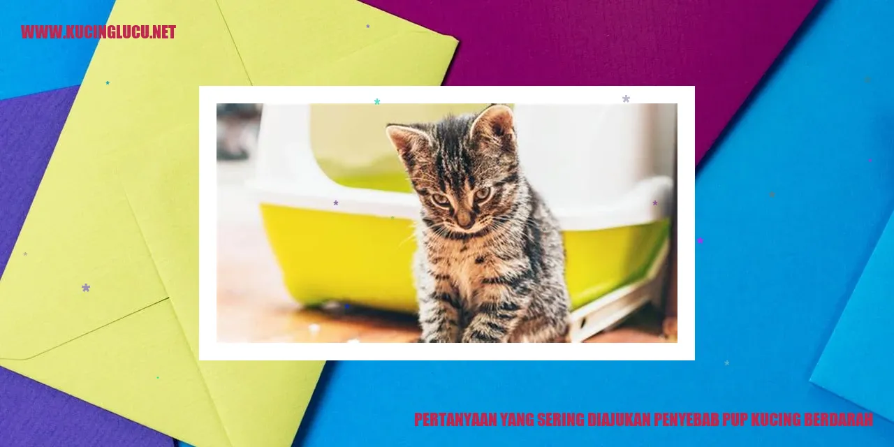 Pup Kucing Berdarah