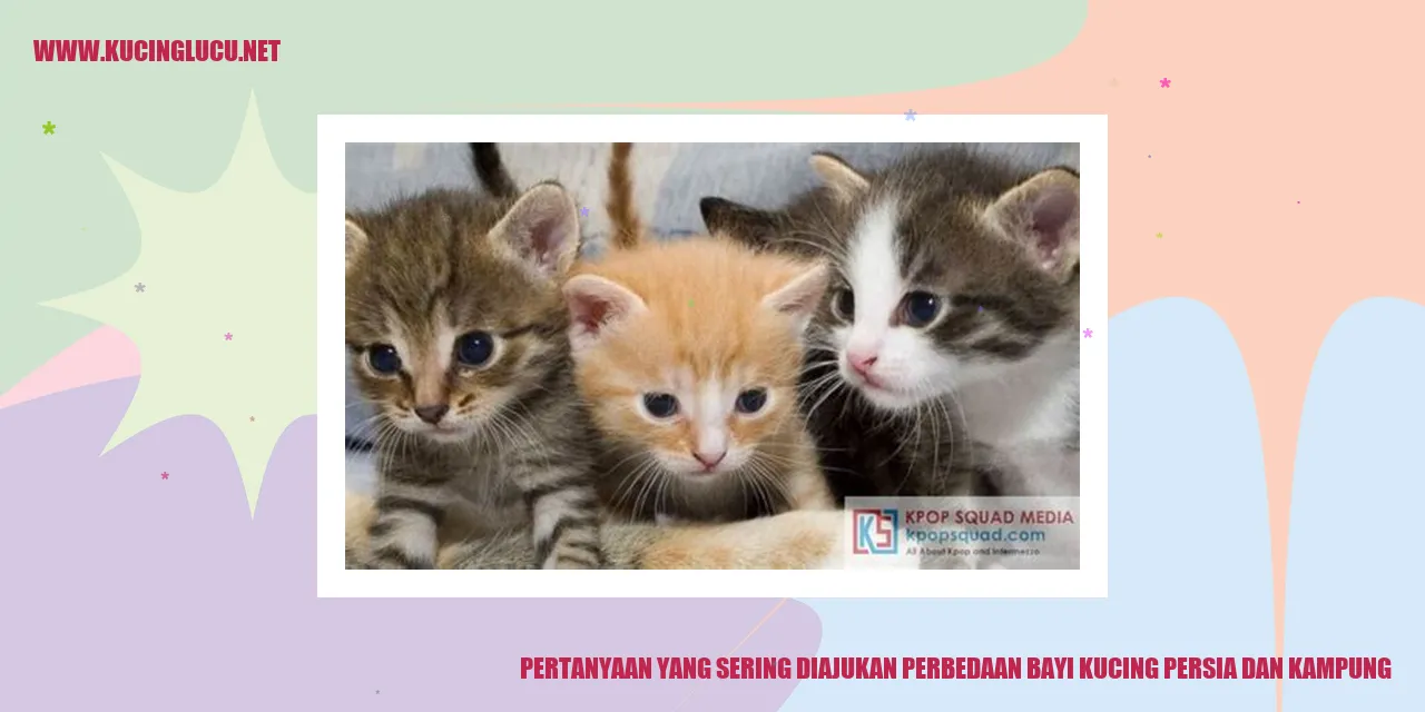 Pertanyaan yang Sering Diajukan perbedaan bayi kucing persia dan kampung