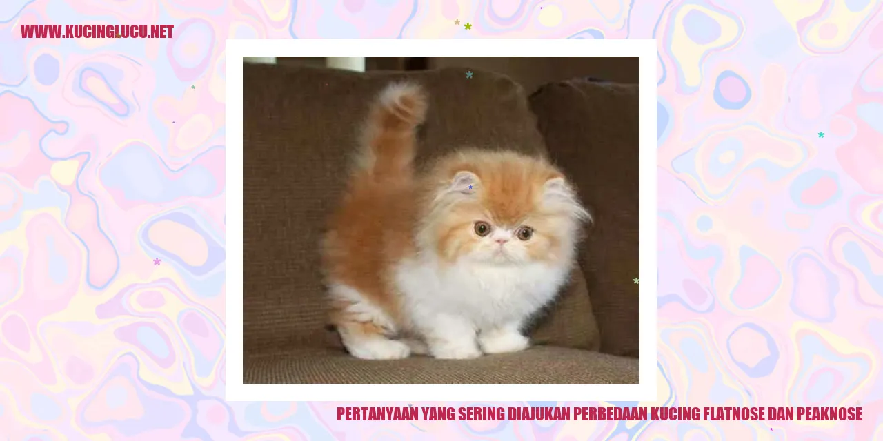Kucing Flatnose dan Peaknose