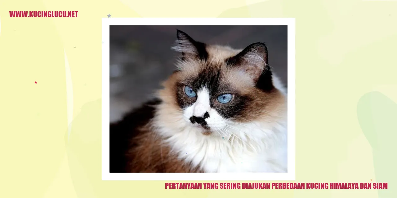 Perbedaan Kucing Himalaya dan Kucing Siam