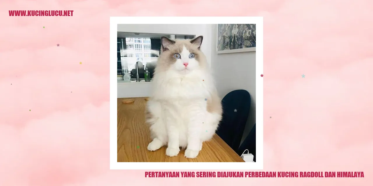 kucing ragdoll dan himalaya