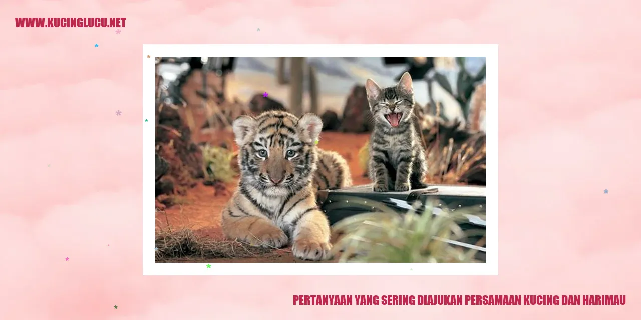 Kucing dan Harimau