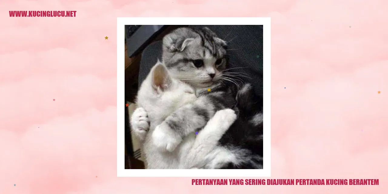 Kucing berantem