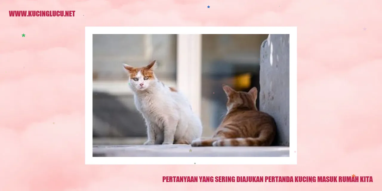 Gambar Kucing Masuk Rumah