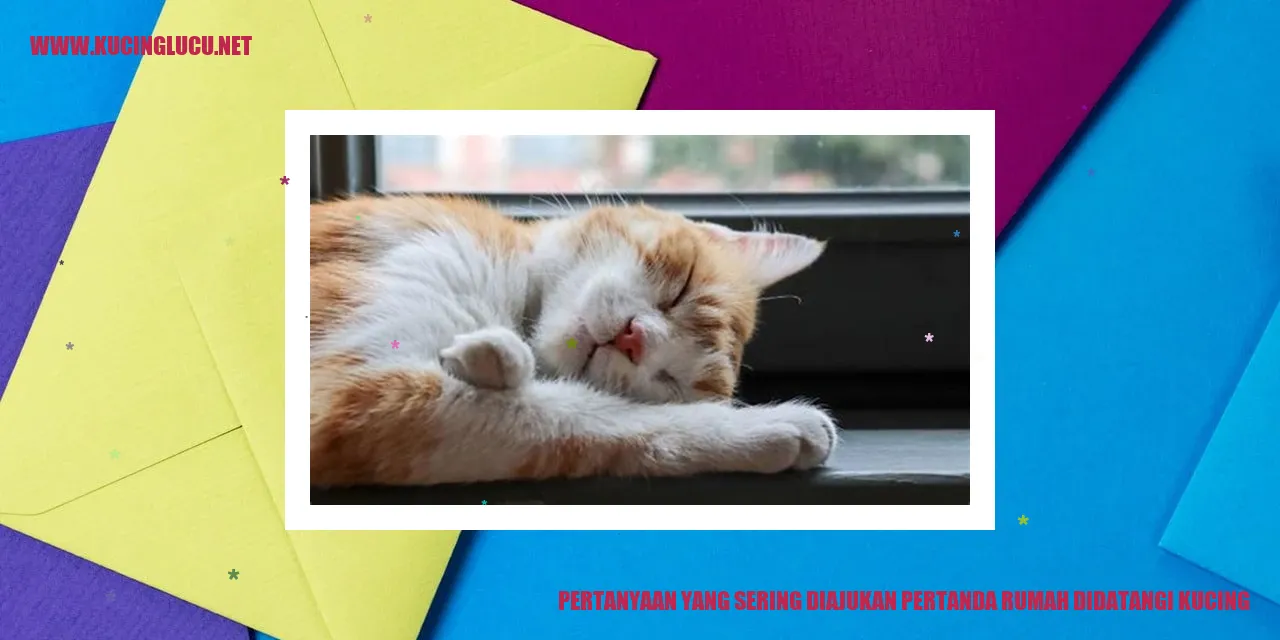 Gambar Kucing Depan Rumah
