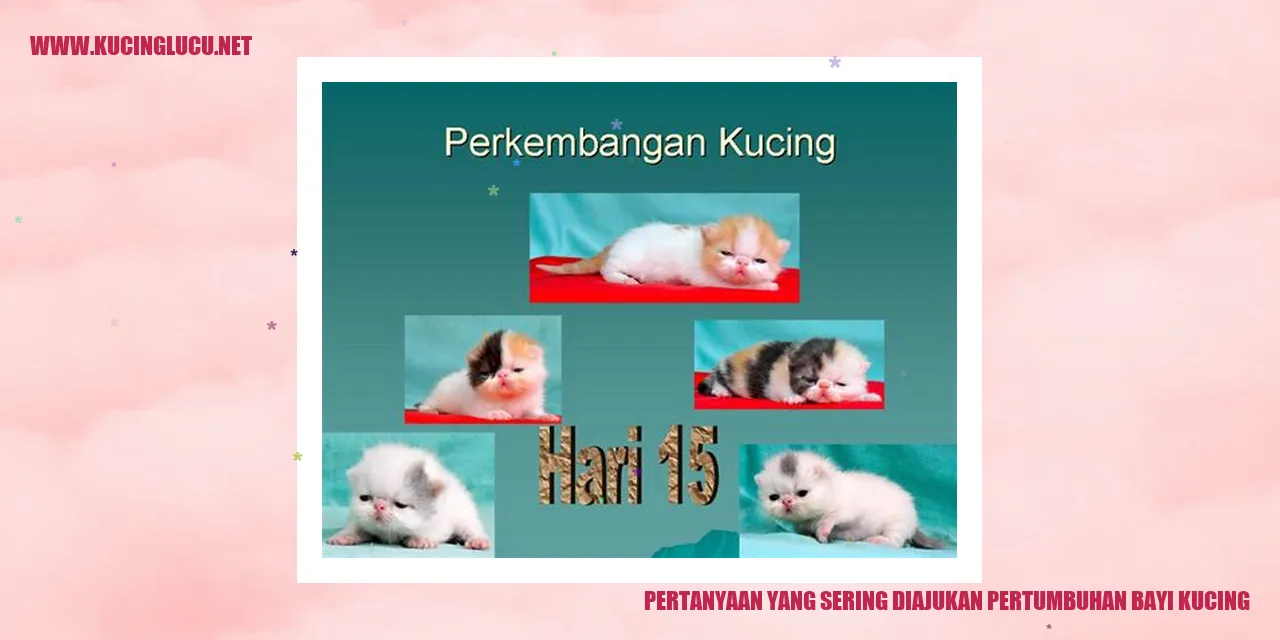 Pertumbuhan Bayi Kucing