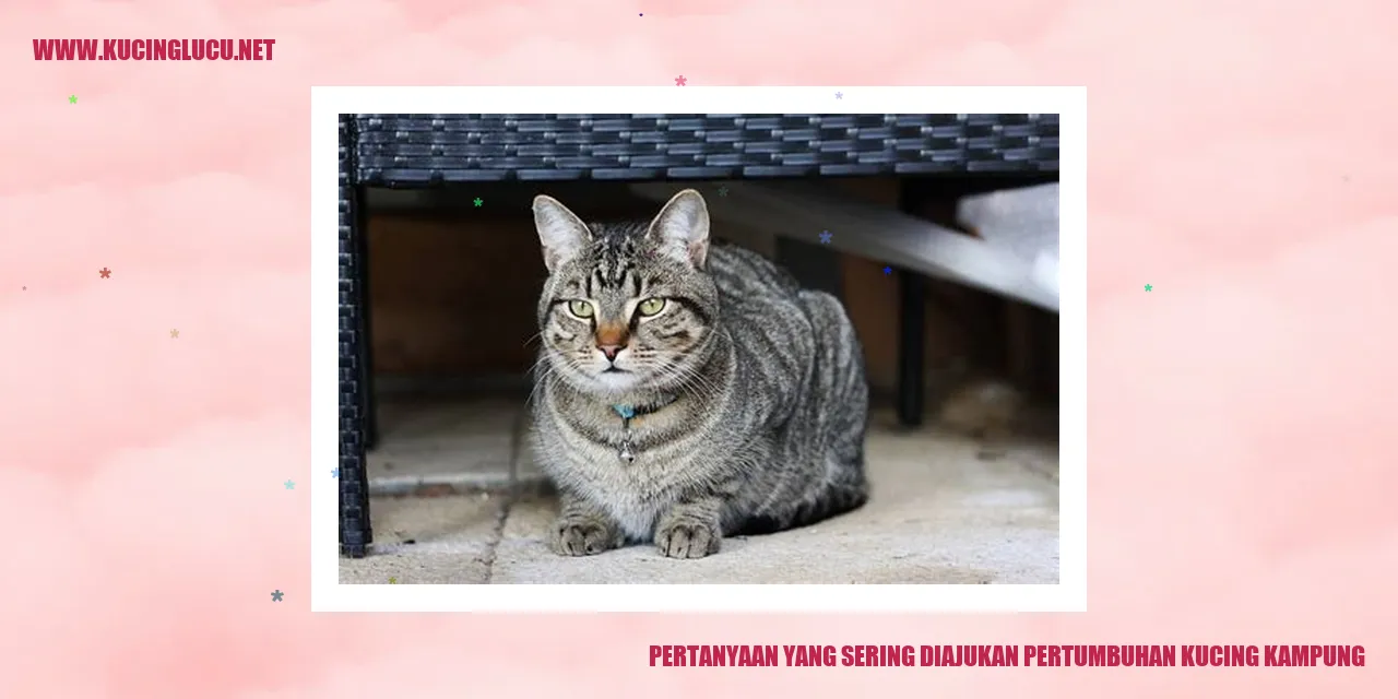 Ilustrasi Kucing Kampung