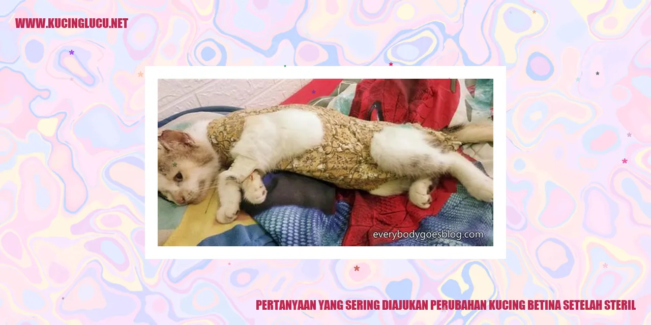 Ilustrasi Kucing Betina