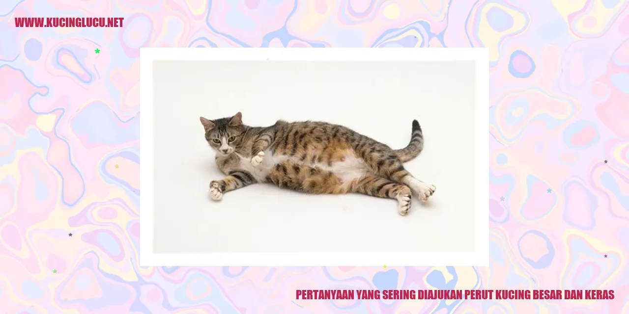 perut kucing besar dan keras