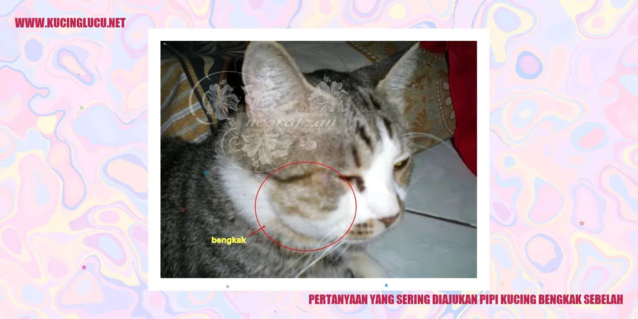 Pipi Kucing Bengkak Sebelah