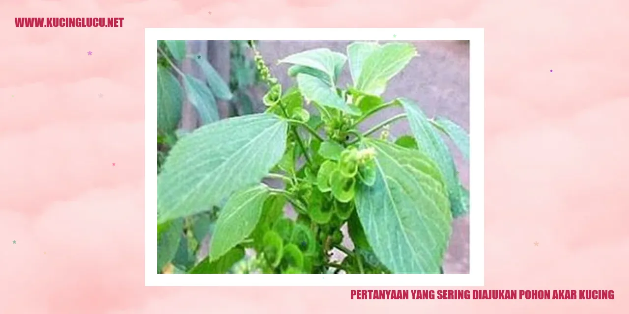 Pertanyaan yang Sering Diajukan pohon akar kucing