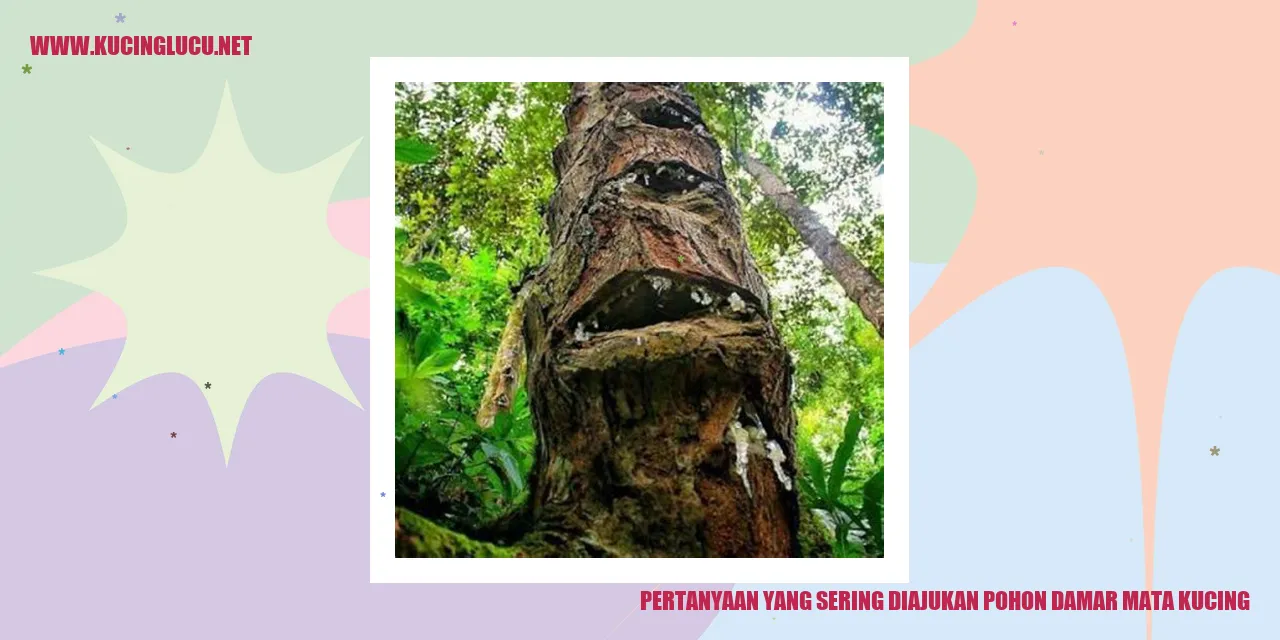 Pohon Damar Mata Kucing