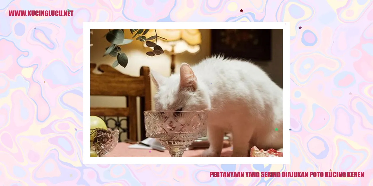 Foto Kucing Keren