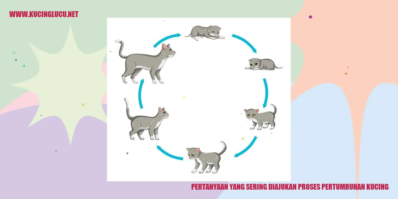 Gambar Kucing yang Menarik