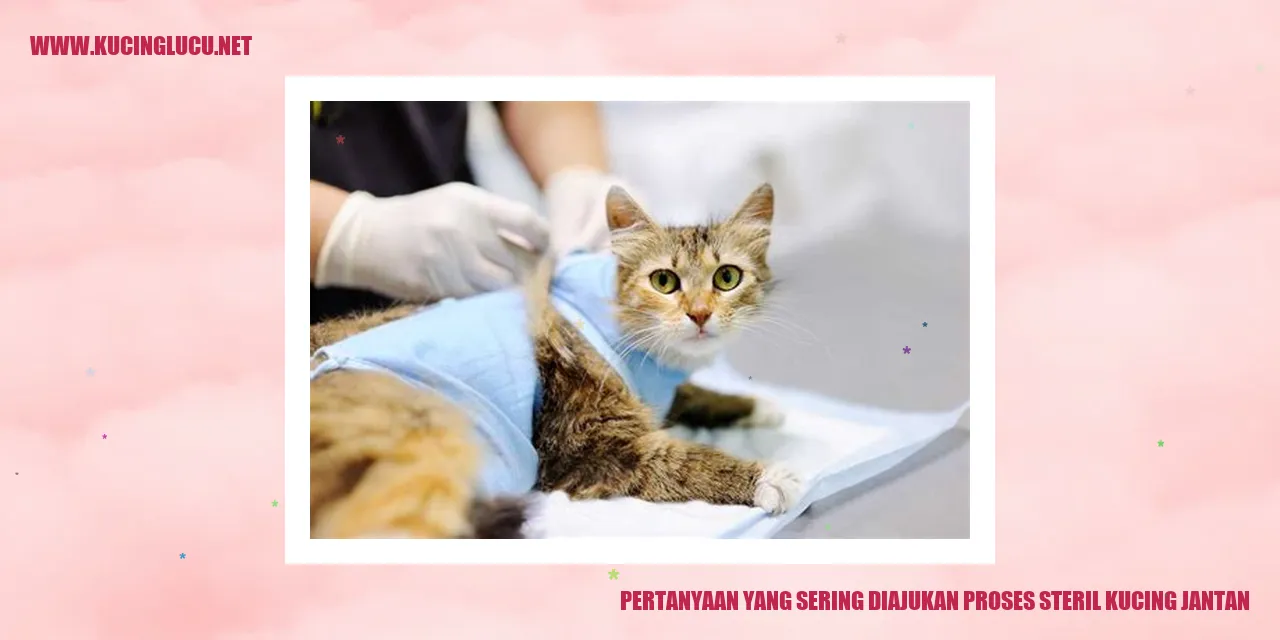 Pertanyaan yang Sering Diajukan tentang Proses Steril Kucing Jantan