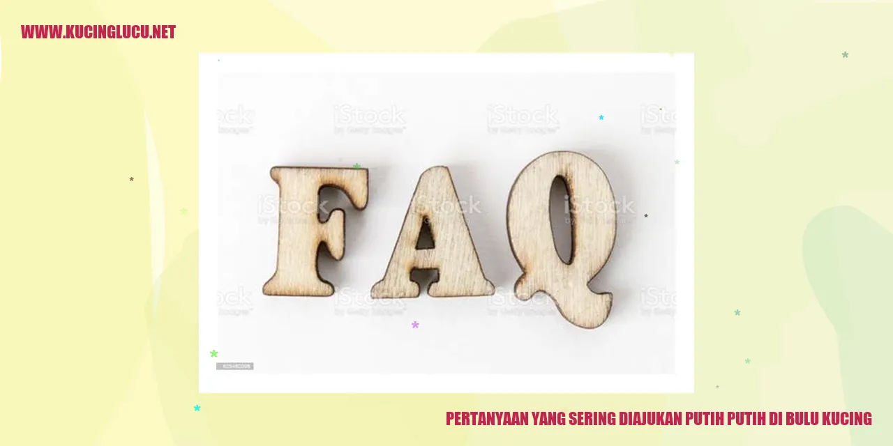 Seekor Kucing dengan bulu putih yang lucu