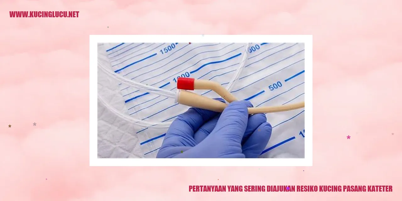 Kucing dengan kateter