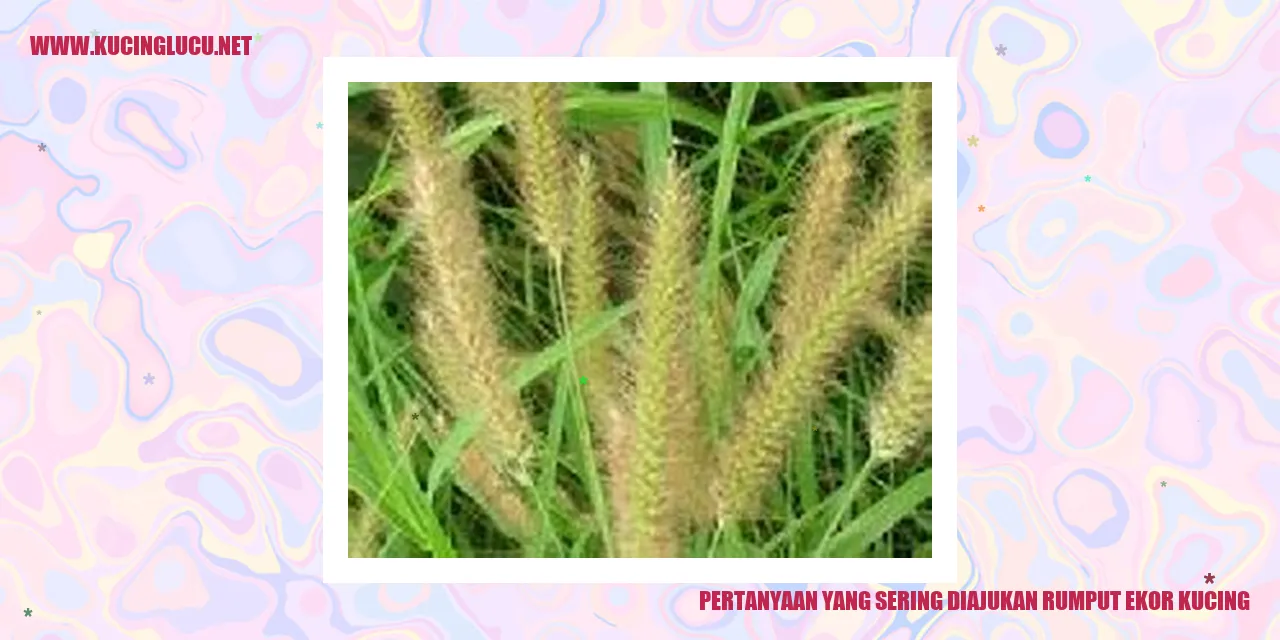 Pertanyaan yang Sering Diajukan Rumput Ekor Kucing