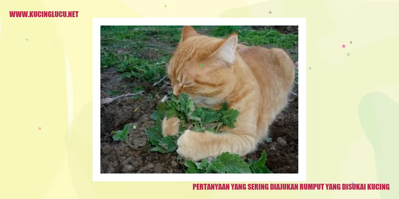 Rumput Kesukaan Kucing