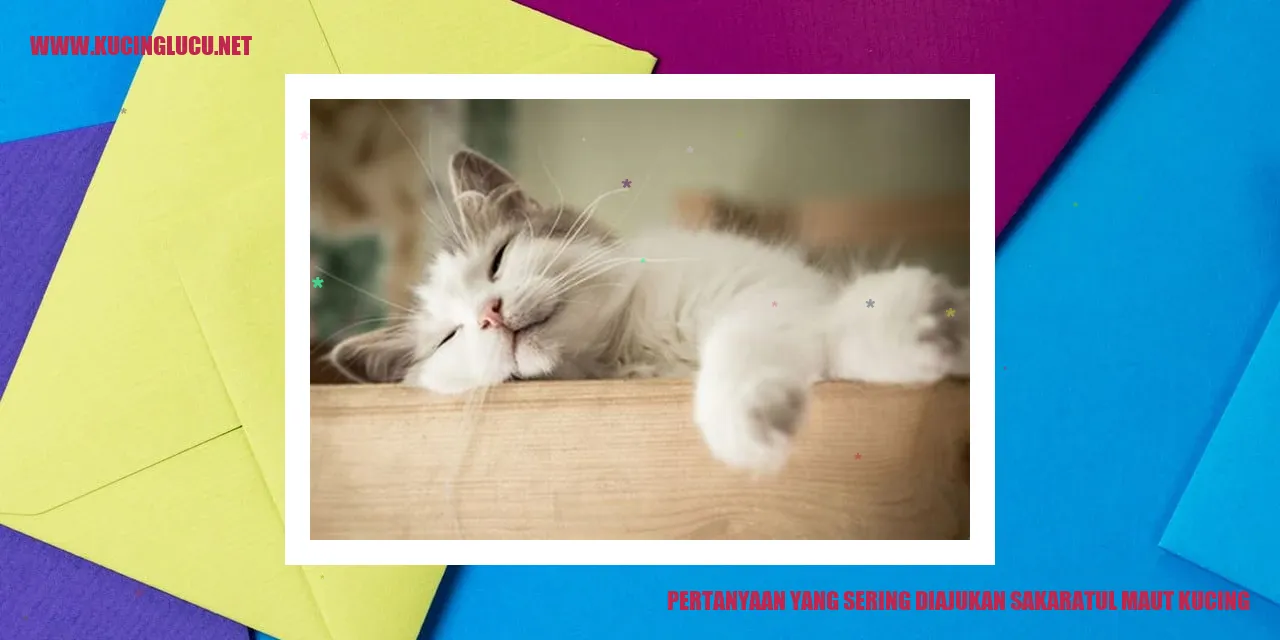 Sakaratul Maut Kucing