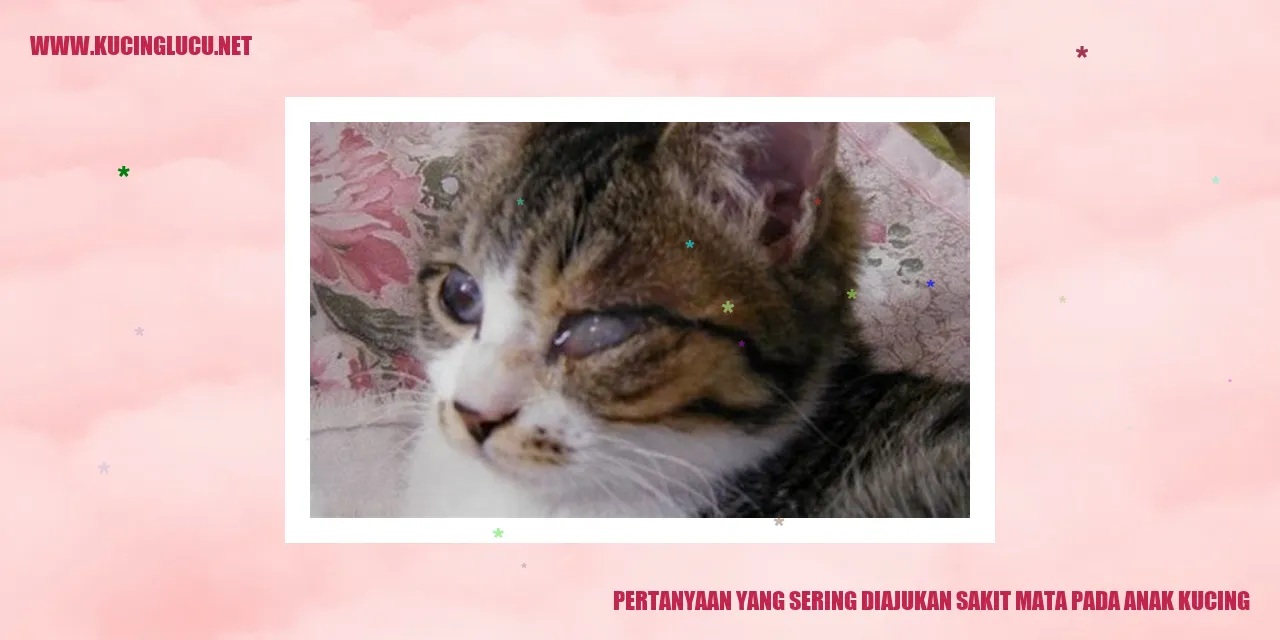 Anak kucing dengan sakit mata