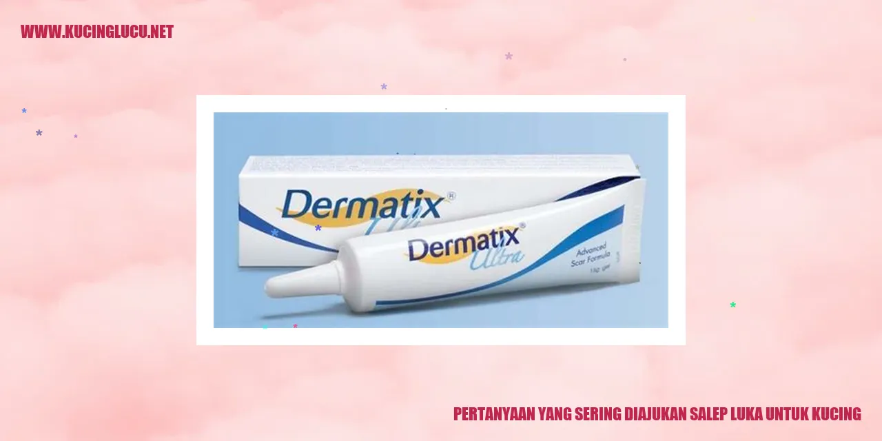 Kucing yang membutuhkan perawatan luka