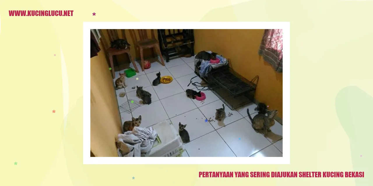 Gambar Kucing