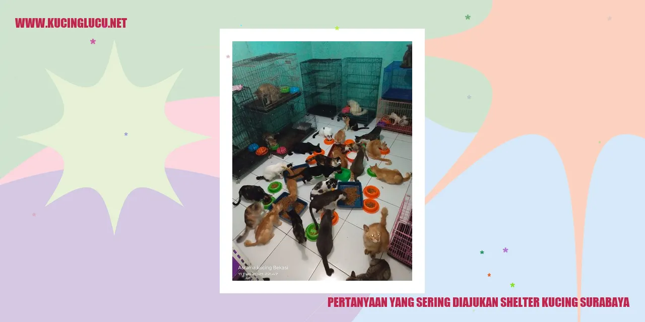 Pertanyaan yang Sering Diajukan Shelter Kucing Surabaya