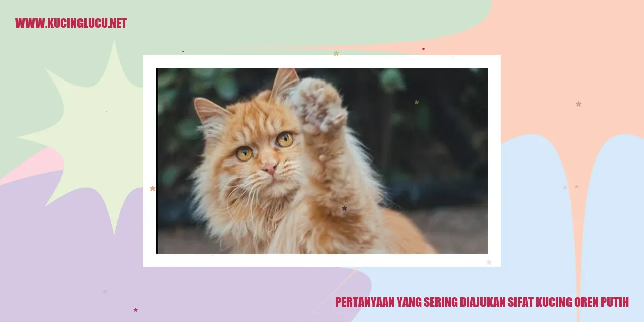Gambar kucing oren putih