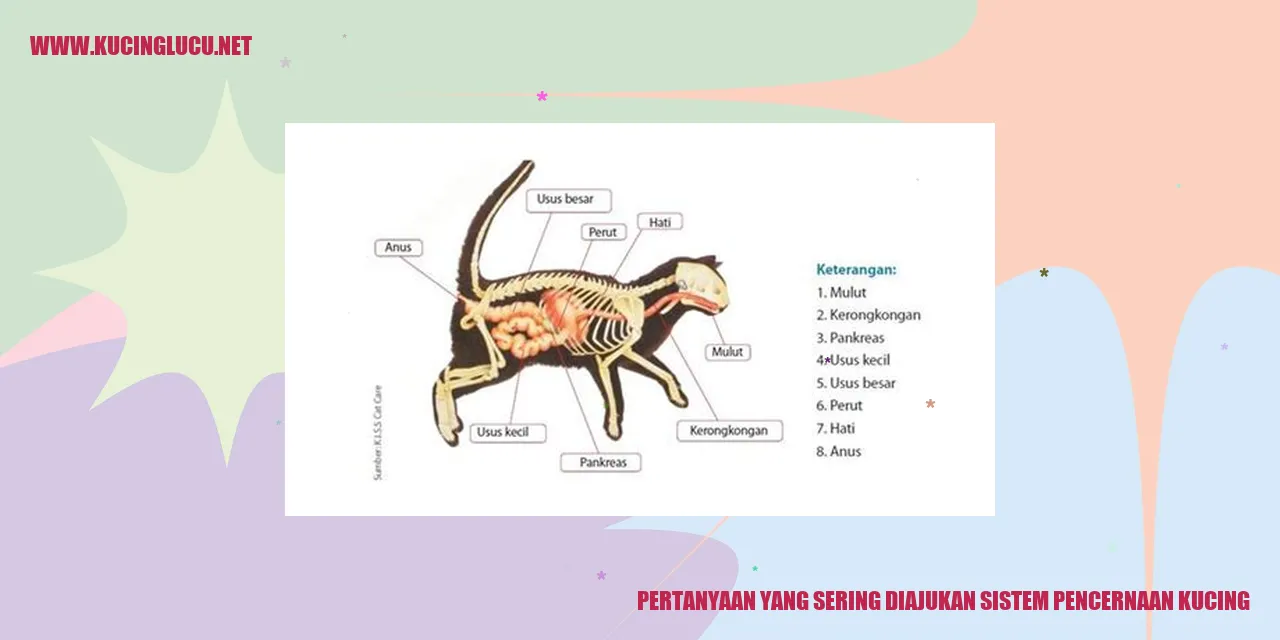 Pertanyaan yang Sering Ditanyakan tentang Sistem Pencernaan Kucing