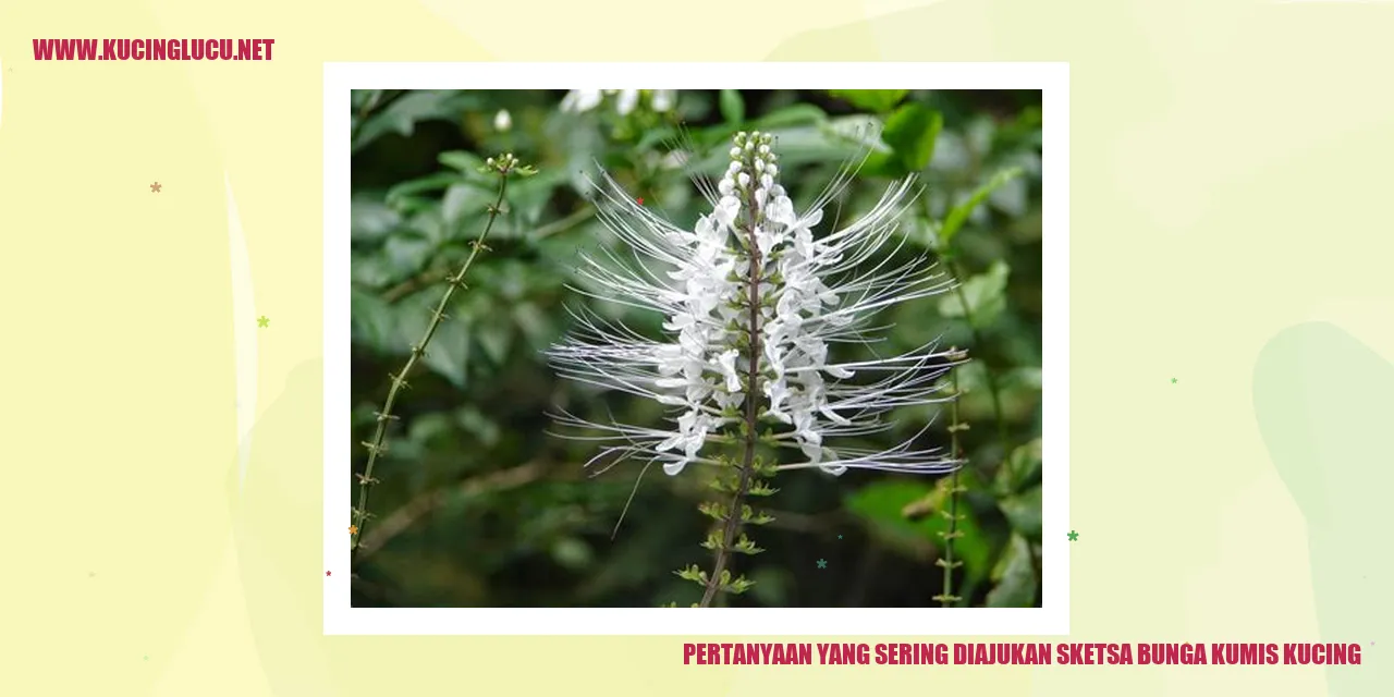 Ilustrasi bunga kumis kucing