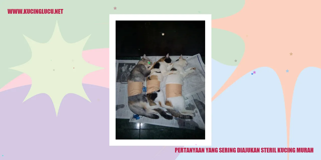 Pertanyaan yang Sering Ditanyakan Mengenai Sterilisasi Kucing dengan Biaya Terjangkau