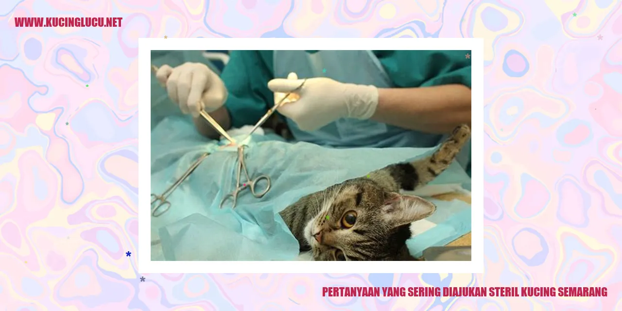 Pertanyaan yang Kerap Diajukan tentang Sterilisasi Kucing di Semarang