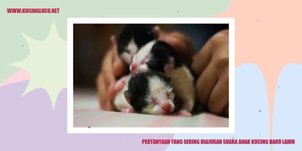 Suara Anak Kucing Baru Lahir