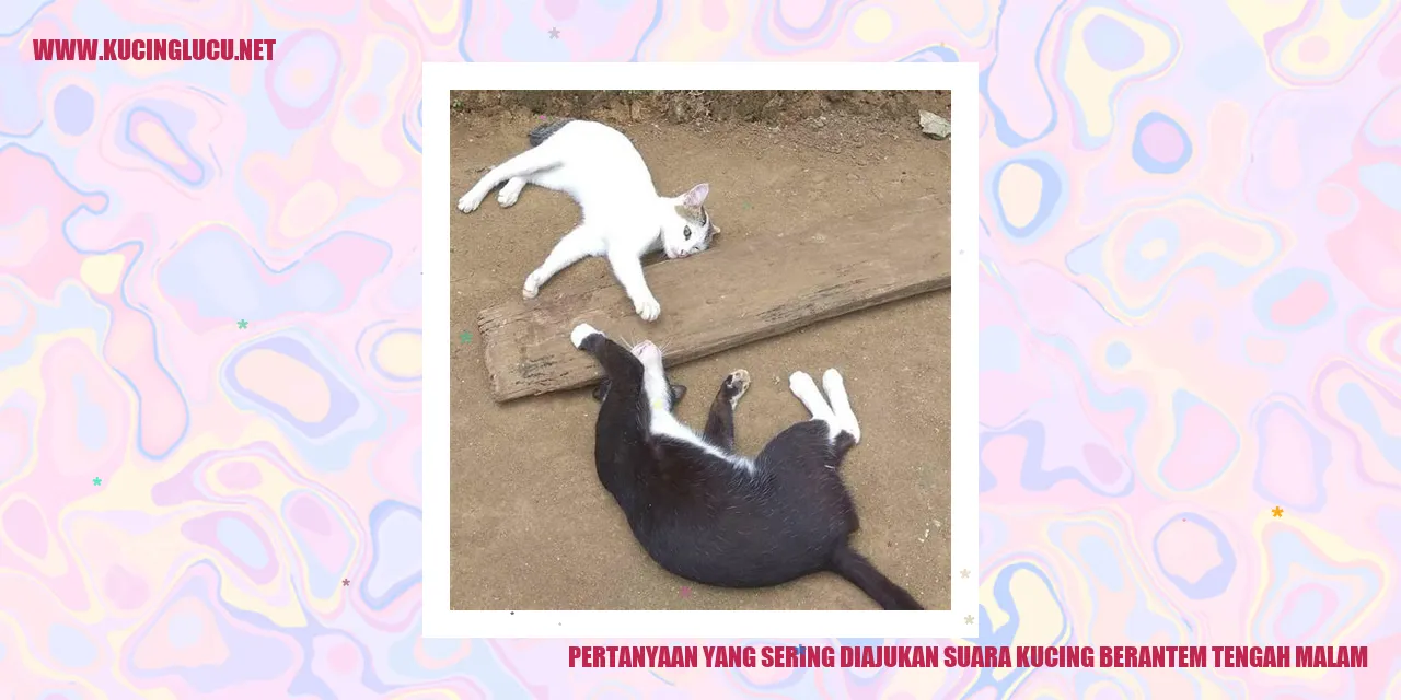 Suara Ribut Kucing