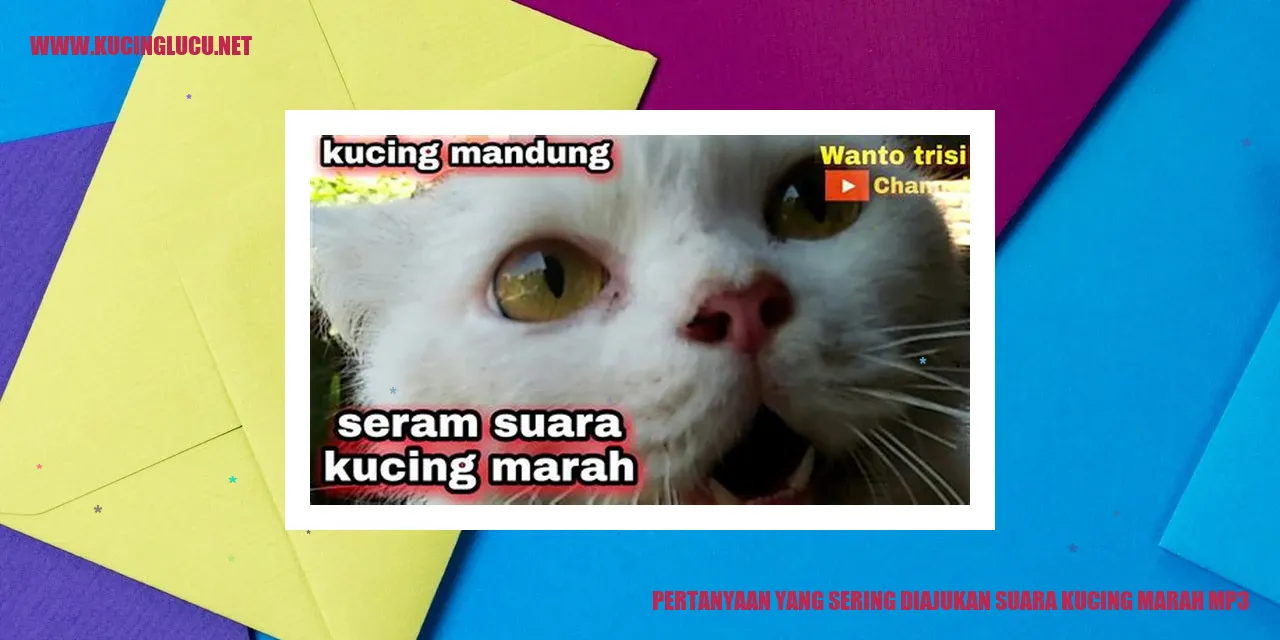 Suara Kucing Marah