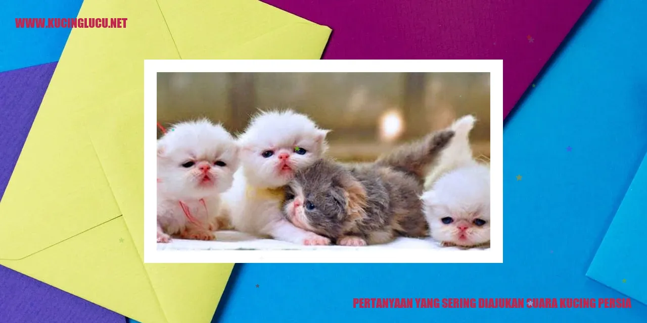 Gambar kucing Persia