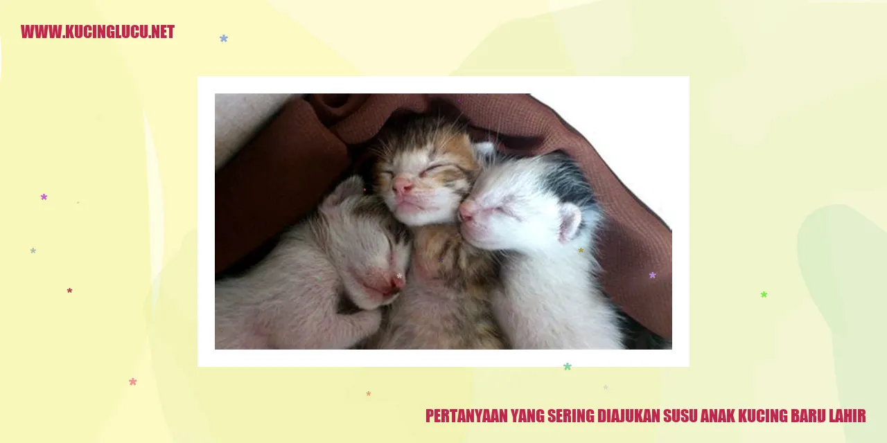 Gambar Kucing