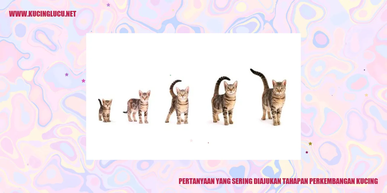 Tahapan Perkembangan Kucing