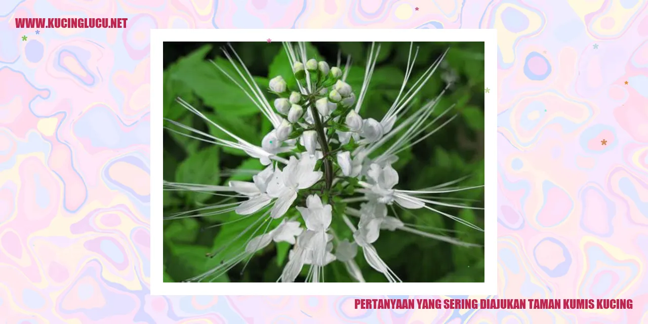 Pertanyaan yang Sering Diajukan Taman Kumis Kucing