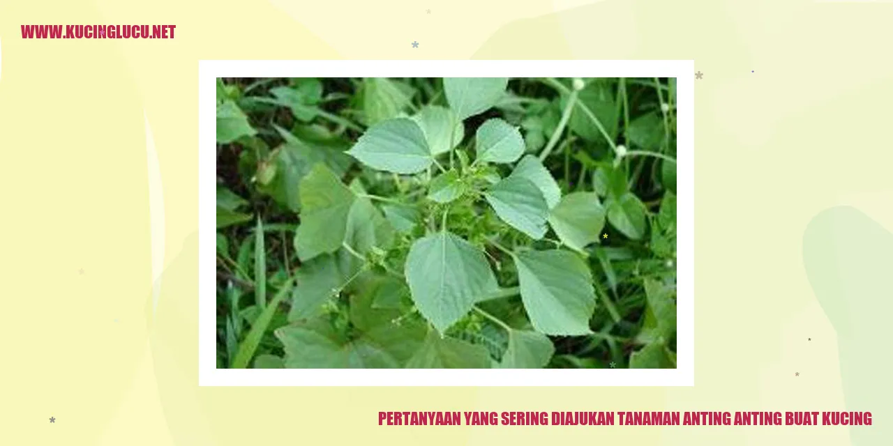 Tanaman Anting-Anting untuk Kucing
