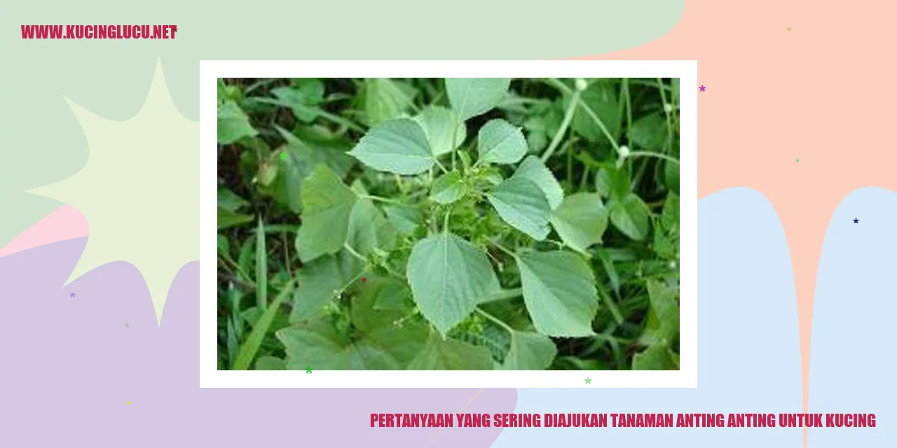 Tanaman Anting Anting untuk Kucing