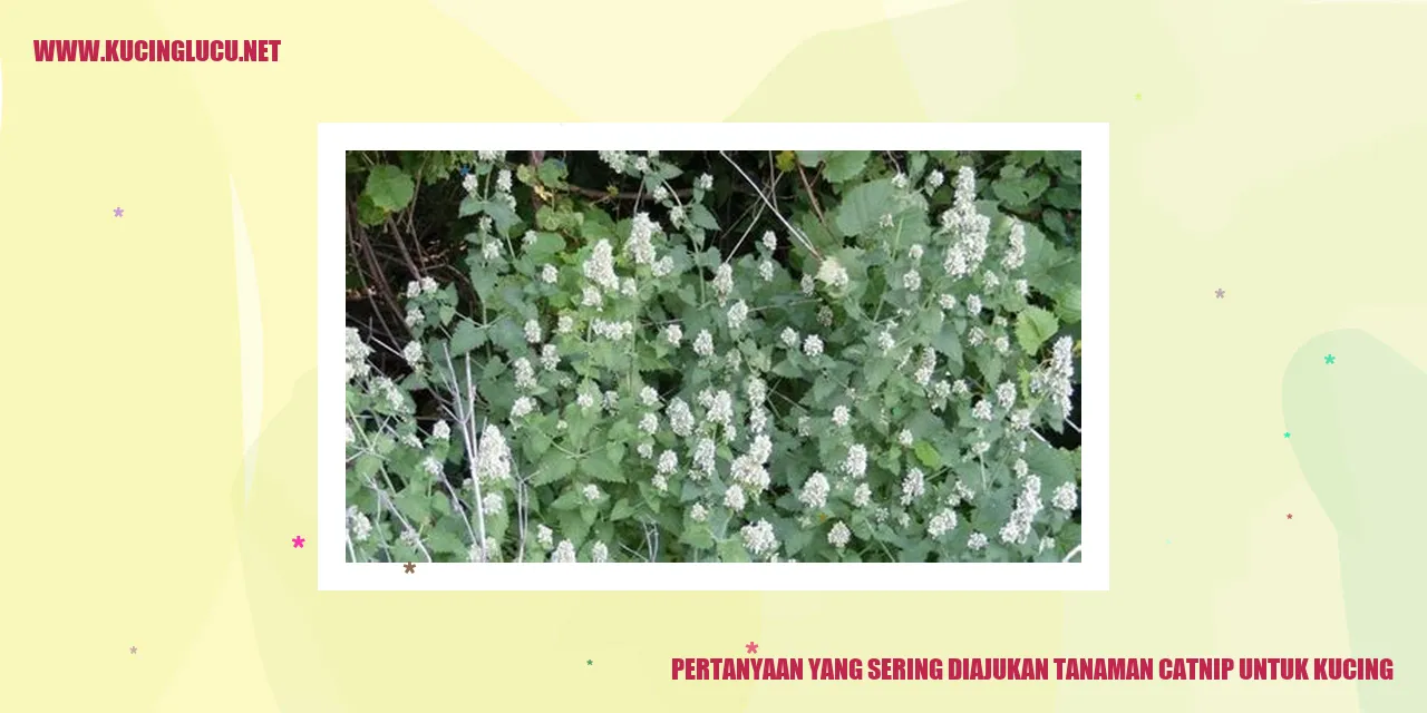 Gambar Tanaman Catnip