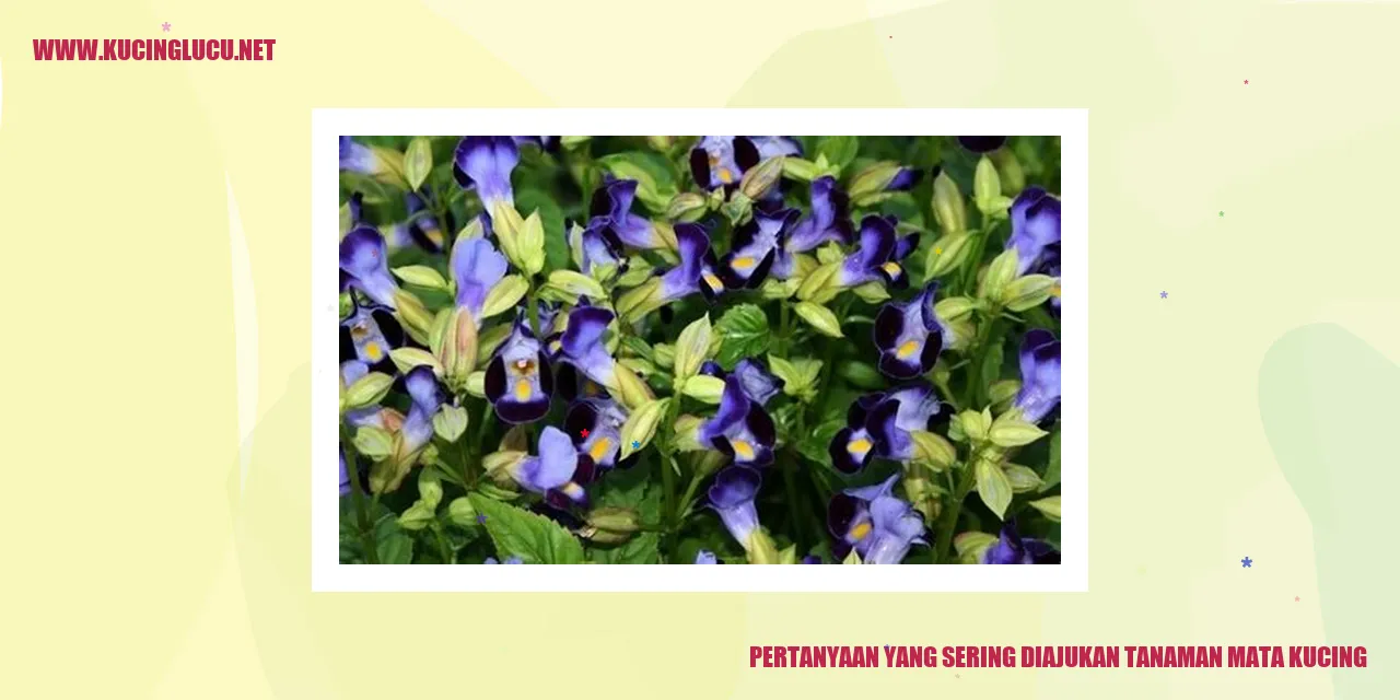 pertanyaan tentang tanaman mata kucing