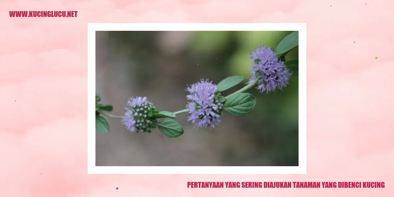 Pertanyaan yang Sering Ditanyakan tentang Tanaman yang Tidak Disukai oleh Kucing